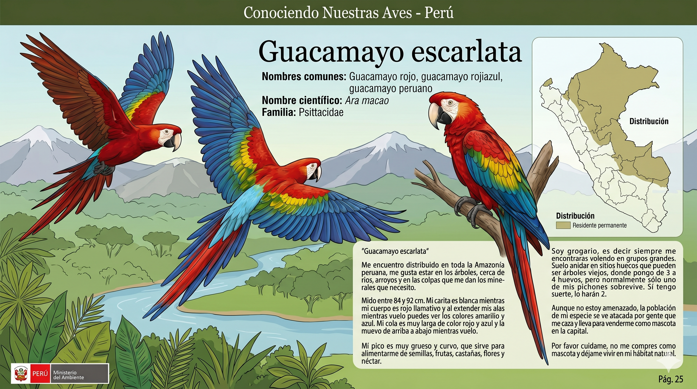 Guacamayo Escarlata 2